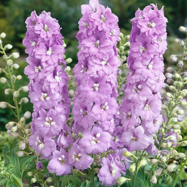 Delphinium Purple Flower Seeds for Planting Heirloom Non-GMO High Germination Organic Garden Seeds