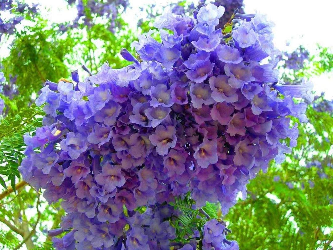 Jacaranda Flower Seeds Purple Heirloom Non-GMO High Germination Organic Garden Seeds for Planting