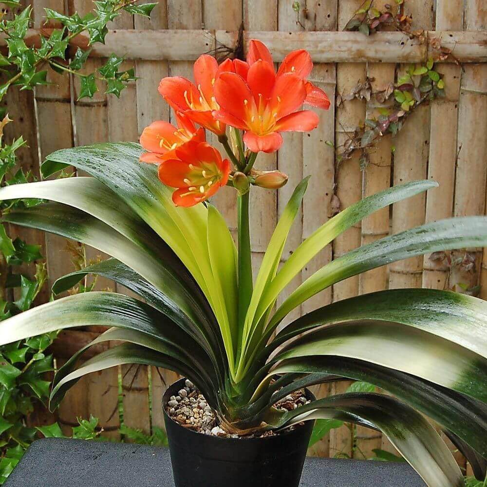clivia flower flower seeds