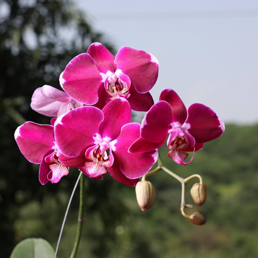 mini phalaenopsis flower seeds