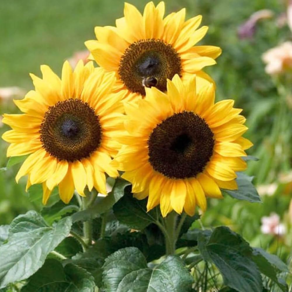 dwarf mini flower seeds