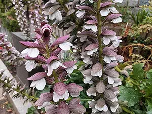 acanthus mollis flower seeds