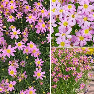 calliopsis garden flower seeds