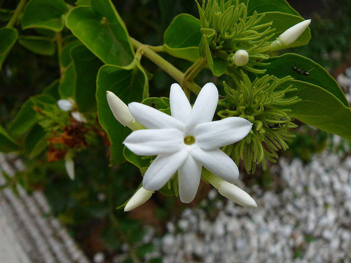 Jasmine Flower Seeds White – Heirloom, Non-GMO, High Germination Seeds