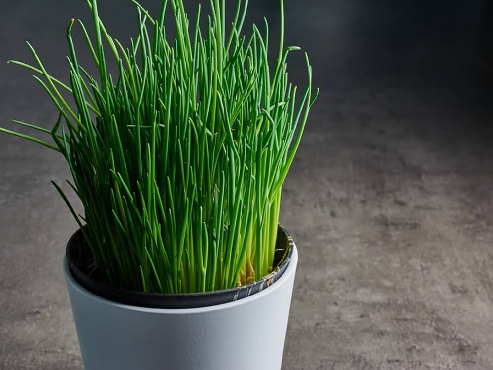 Chives Bohemia herb seeds