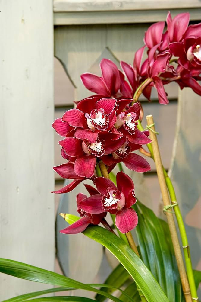 Cymbidium Orchid Red Flower Seeds for Planting – Heirloom, Non-GMO, High Germination Organic Garden Seeds