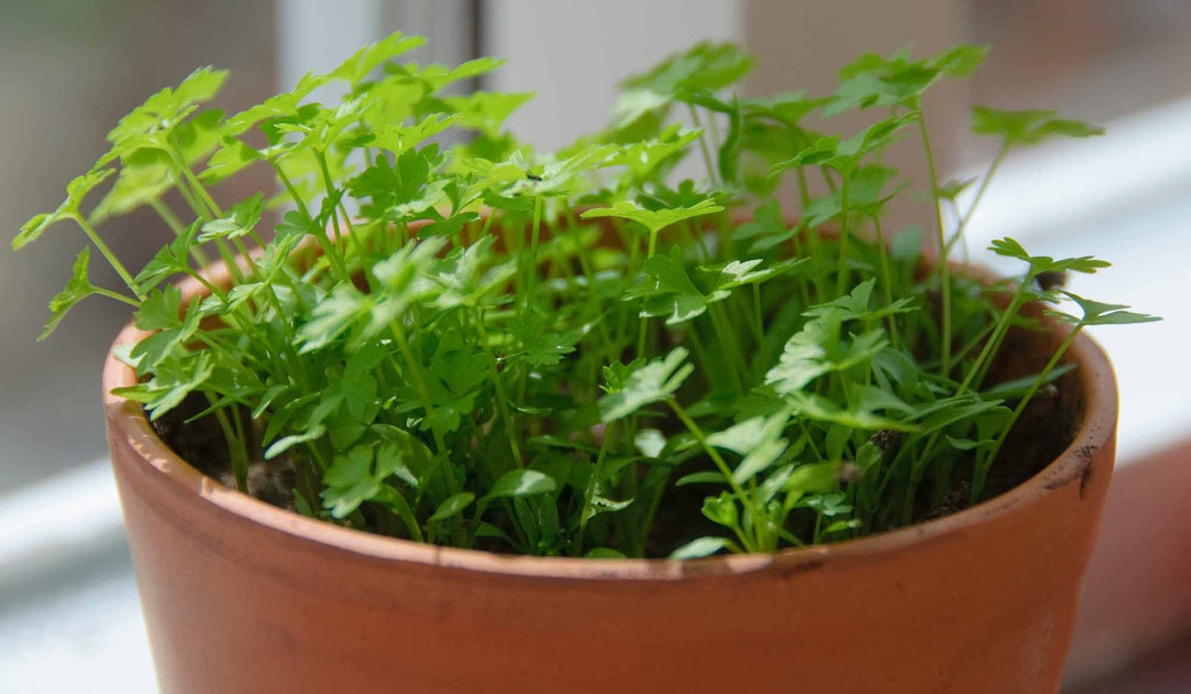 Slow Bolt herb seeds