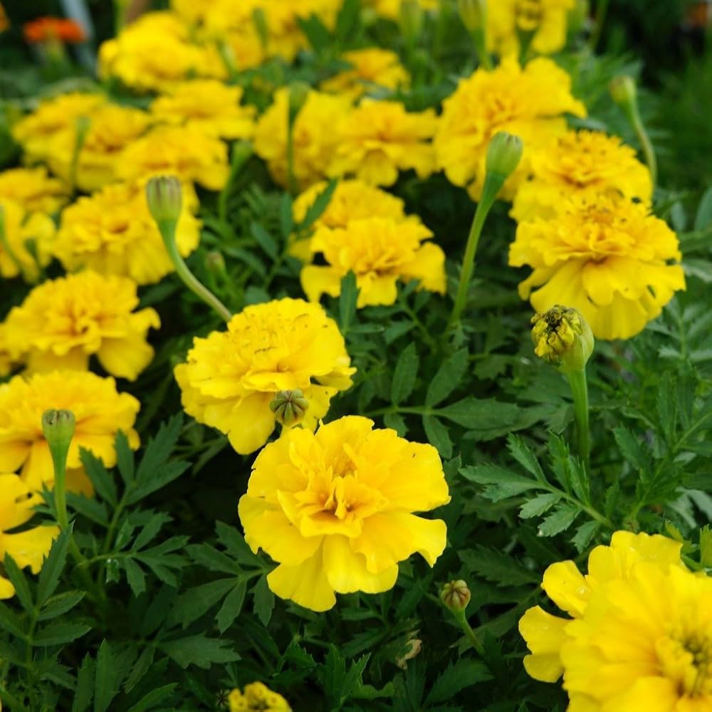 Yellow Gulzafri Marigold Seeds for Planting