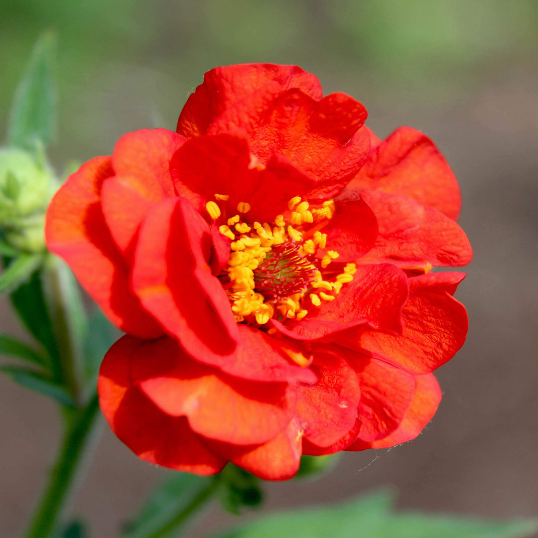 red geum flower seeds
