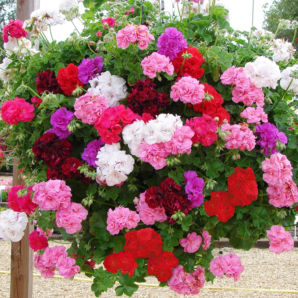 pelargonium graveolens flower seeds
