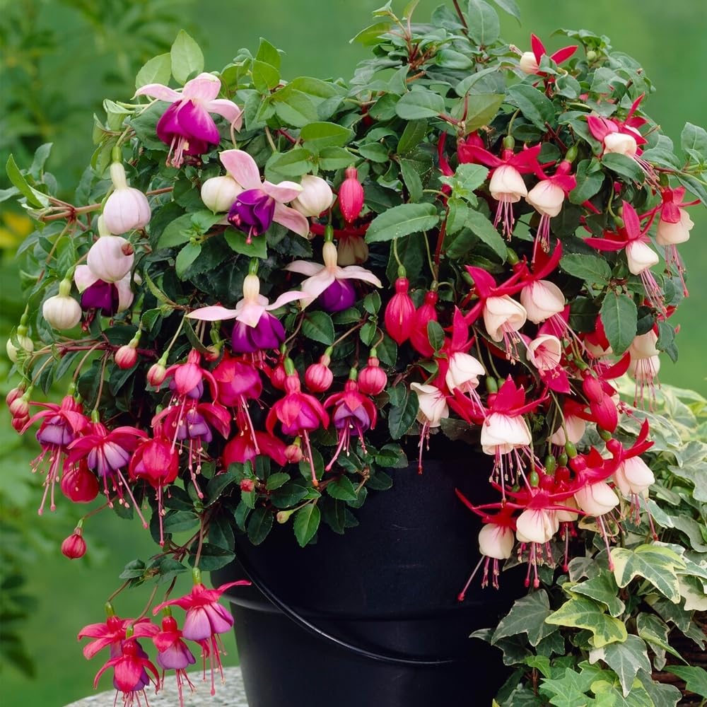 Fuchsia Flower Seeds Mixed – Heirloom, Non-GMO, High Germination Garden Seeds