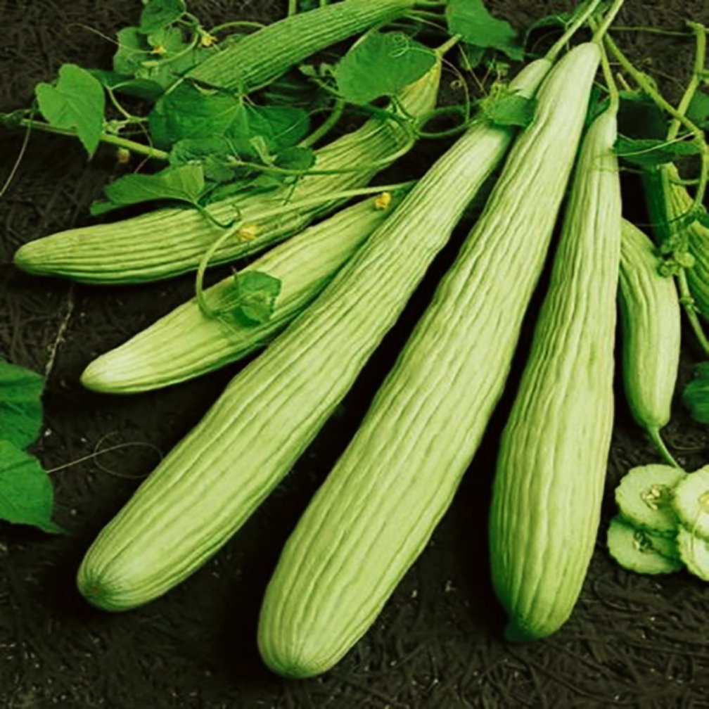 armeno yard flower seeds
