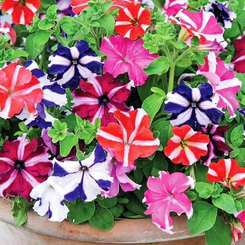 pelletta petunia flower seeds