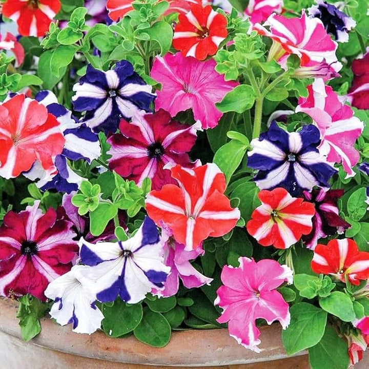 Mixed Bonsai Petunia Flower Seeds – Heirloom, Non-GMO, High Germination Seeds
