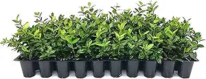 arabian jasmine flower seeds