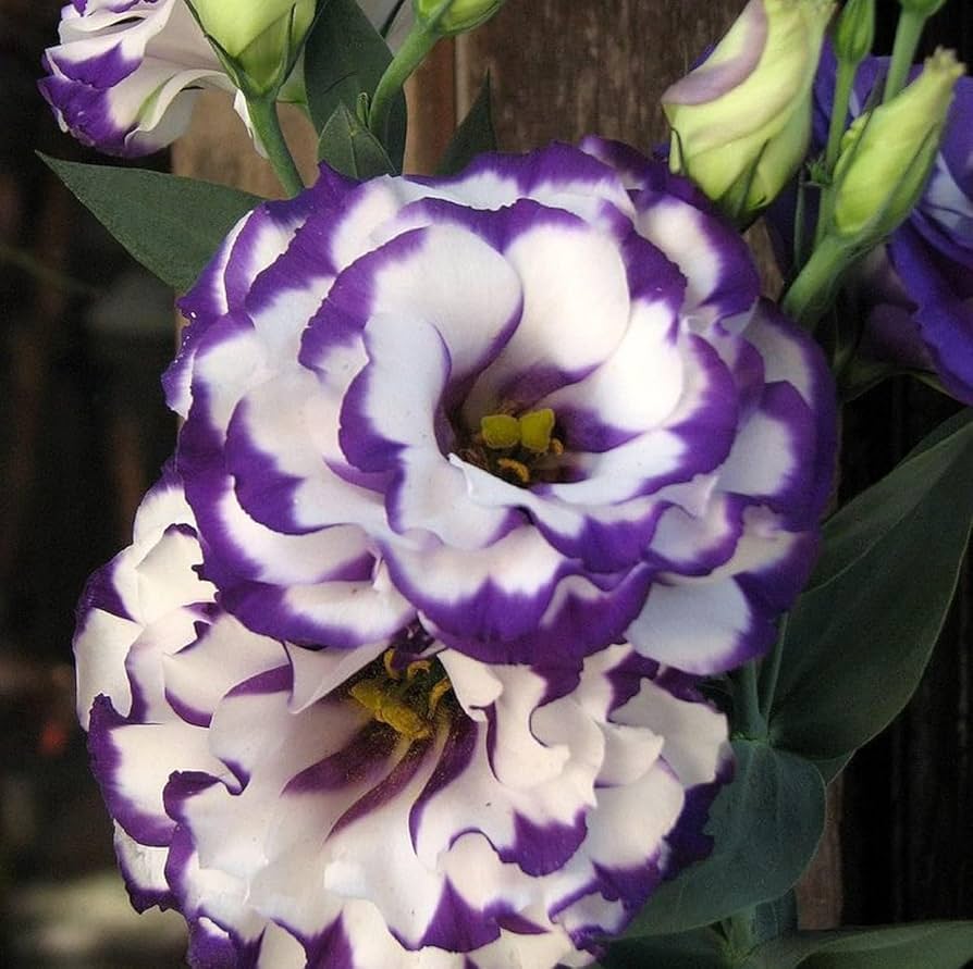 lisianthus eustoma griflorum purple
