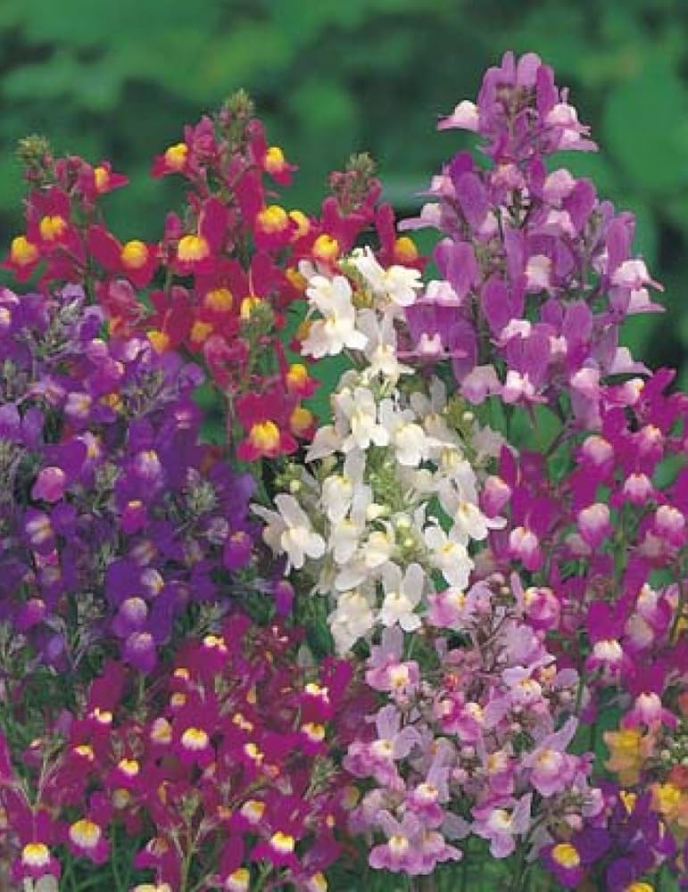 lindaria licilia flower seeds