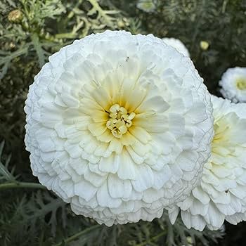 White Marigold Flower Seeds – Heirloom, Non-GMO, High Germination Seeds