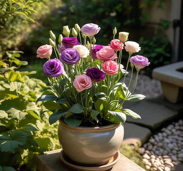 Eustoma Flower Seeds Mixed – Heirloom, Non-GMO, High Germination Seeds