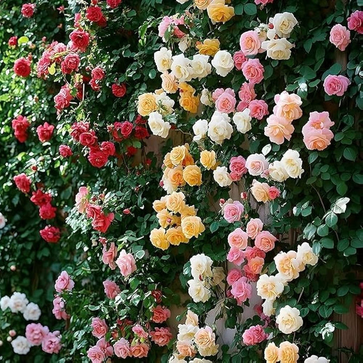 Semillas de Rosas Trepadoras Mixtas para Plantar – Semillas Herencia, No OGM