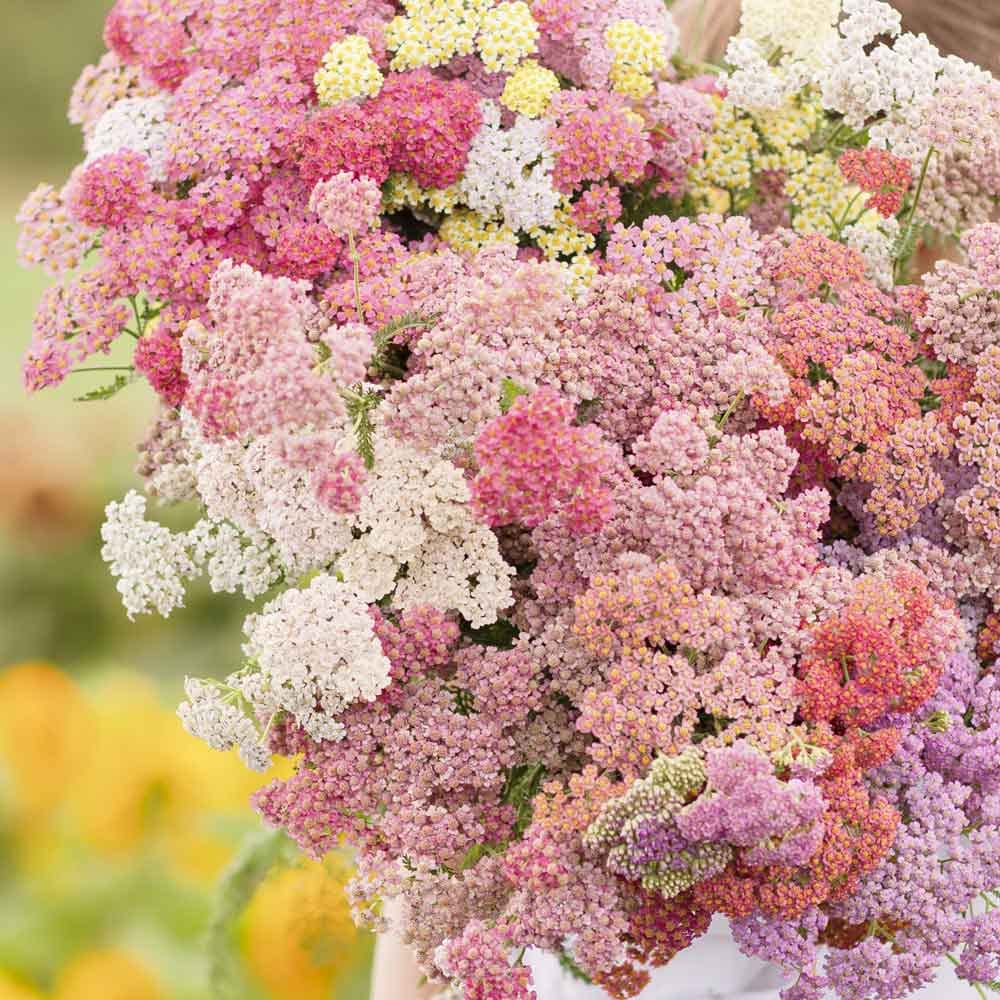 yarrow colorado flower seeds