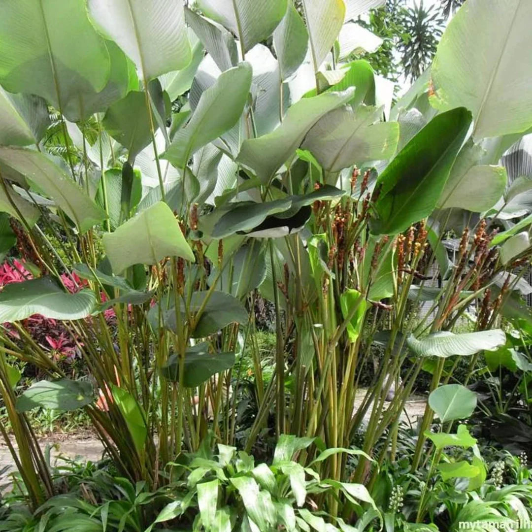 Green Cream herb seeds