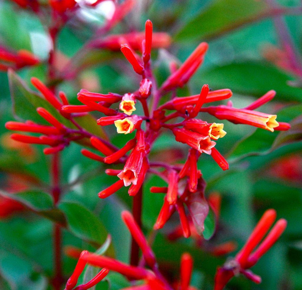 Semillas de flores Hamelia Rojas – Cimarrón, No-GMO, Semillas de alta germinación