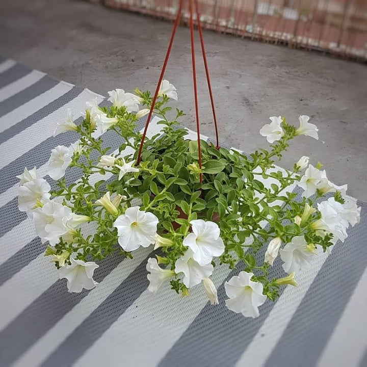 White Petunia Flower Seeds for Planting