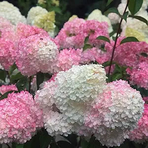 hydrangea hydrangea flower seeds