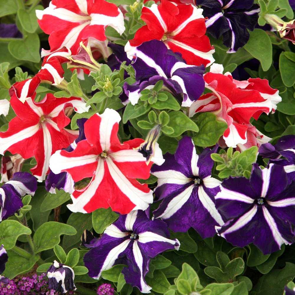 pellettato petunia flower seeds