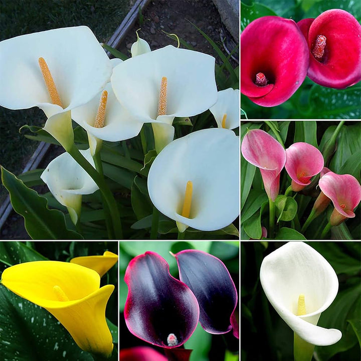 Mixed Zantedeschia Aethiopica Flower Seeds – Heirloom, Non-GMO Seeds