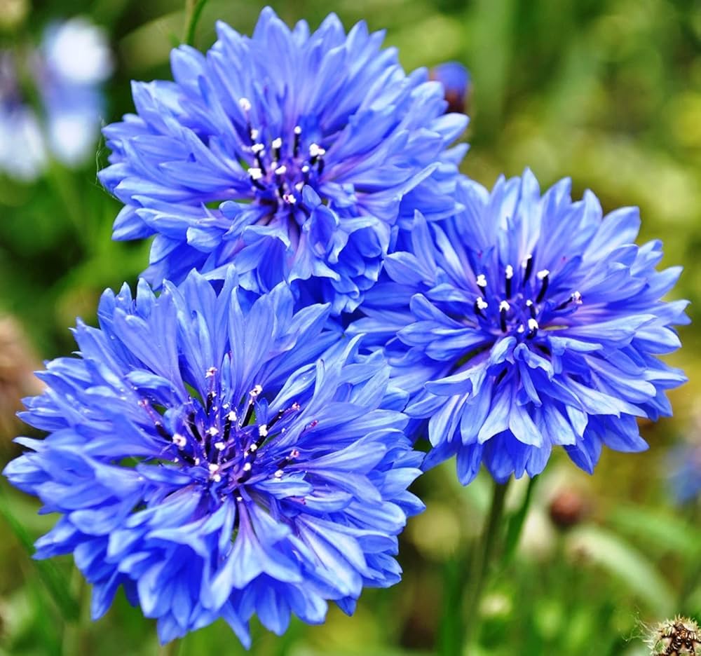 centaurea florence flower seeds