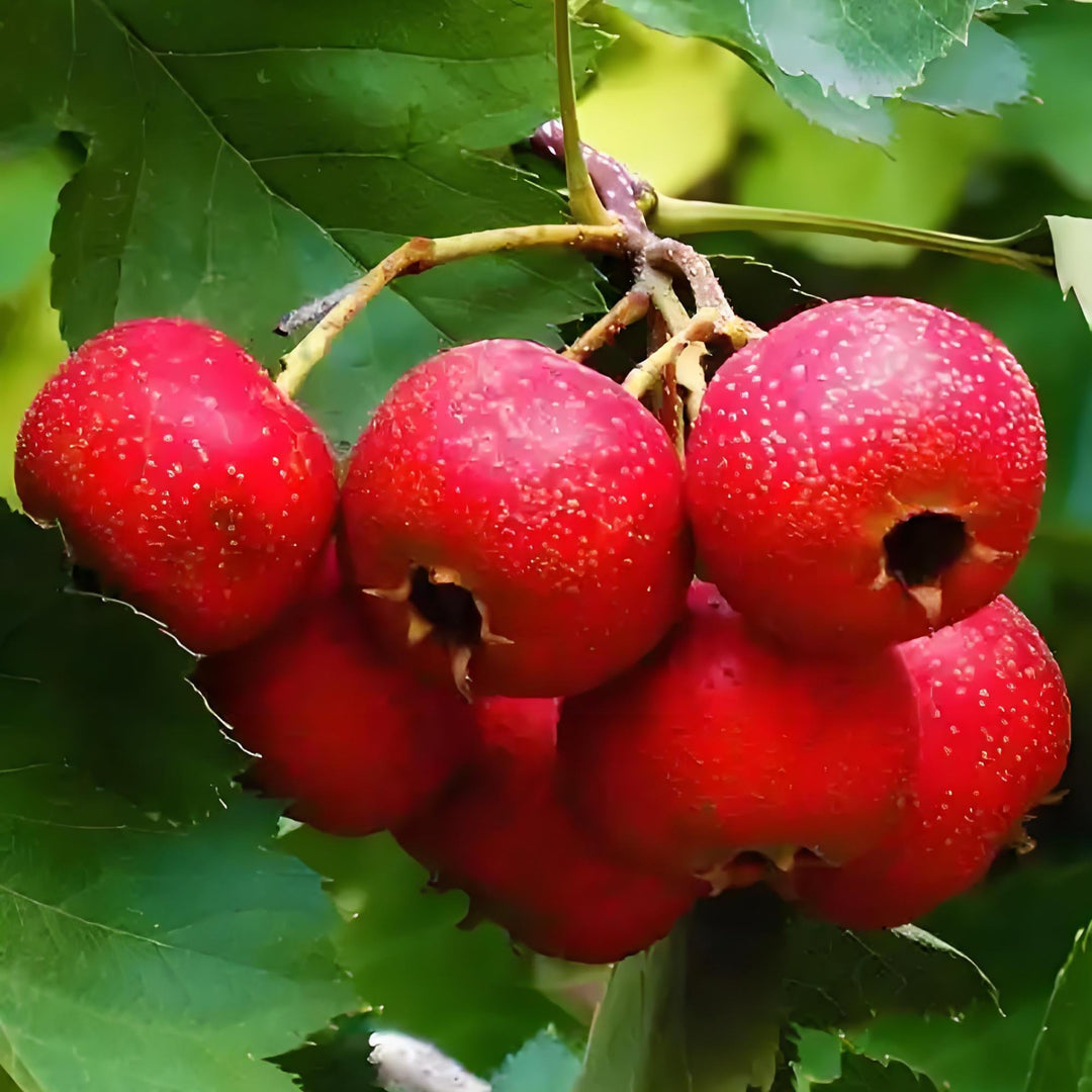 Red Giant Hawthorn Seeds – Heirloom Non-GMO High Germination Organic Garden Seeds for Planting