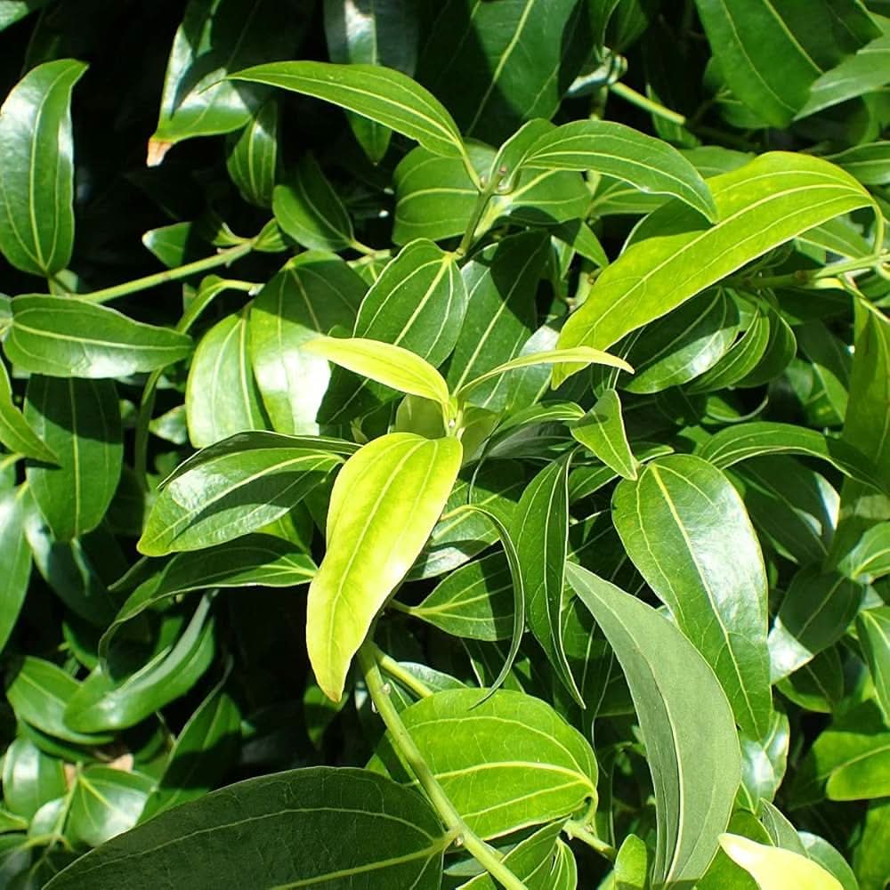 Green Bay herb seeds