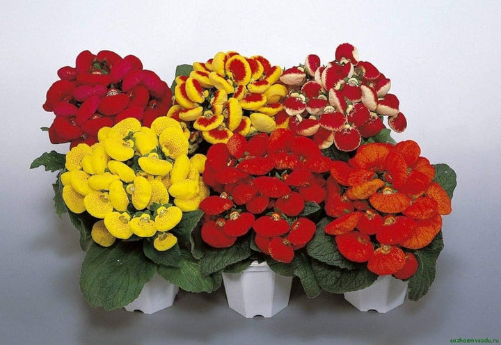 Mixed Calceolaria Flower Seeds – Heirloom, Non-GMO, High Germination Seeds