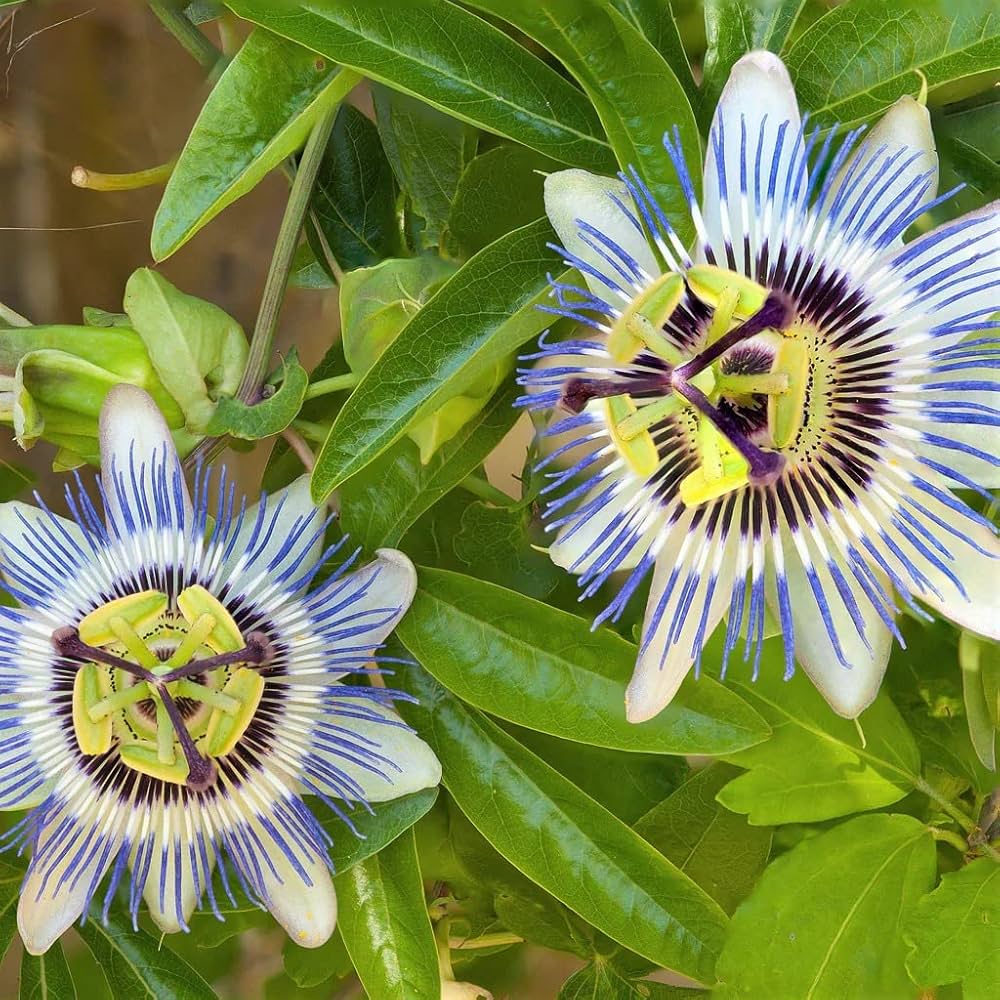 water lemon flower seeds