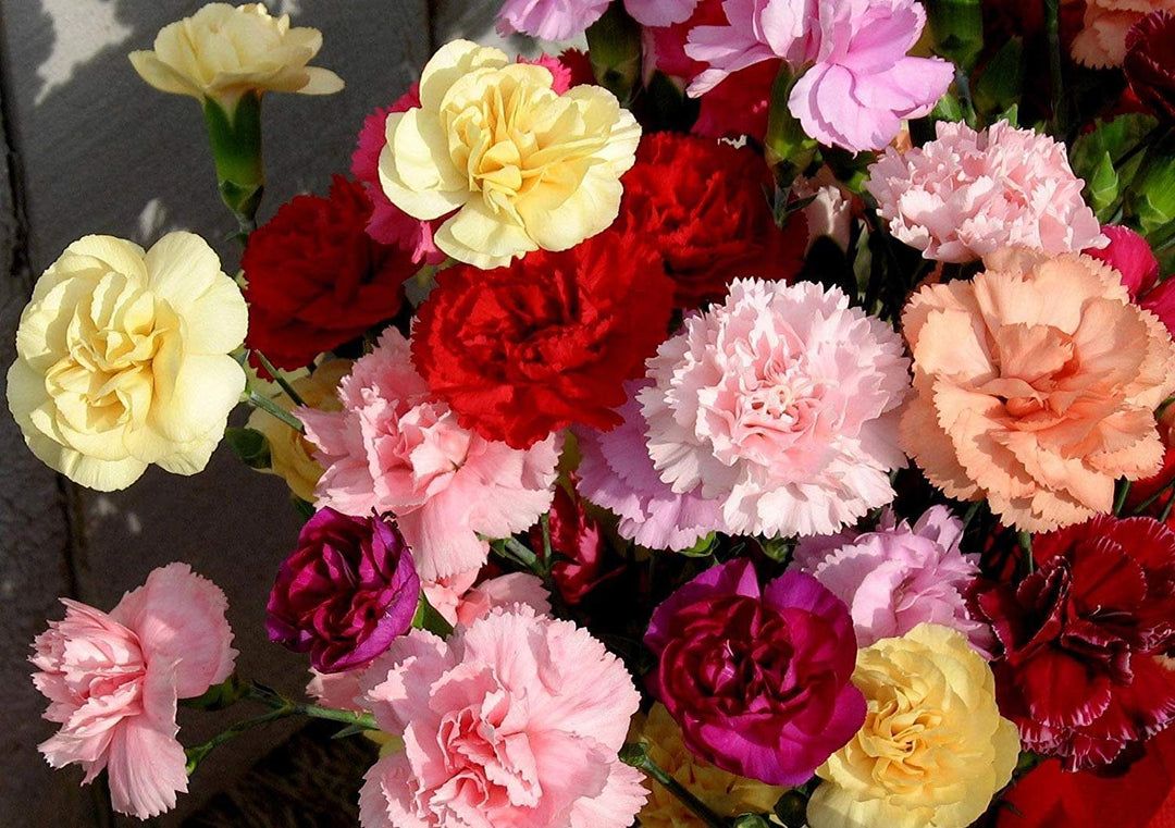 dianthus carnation flower seeds