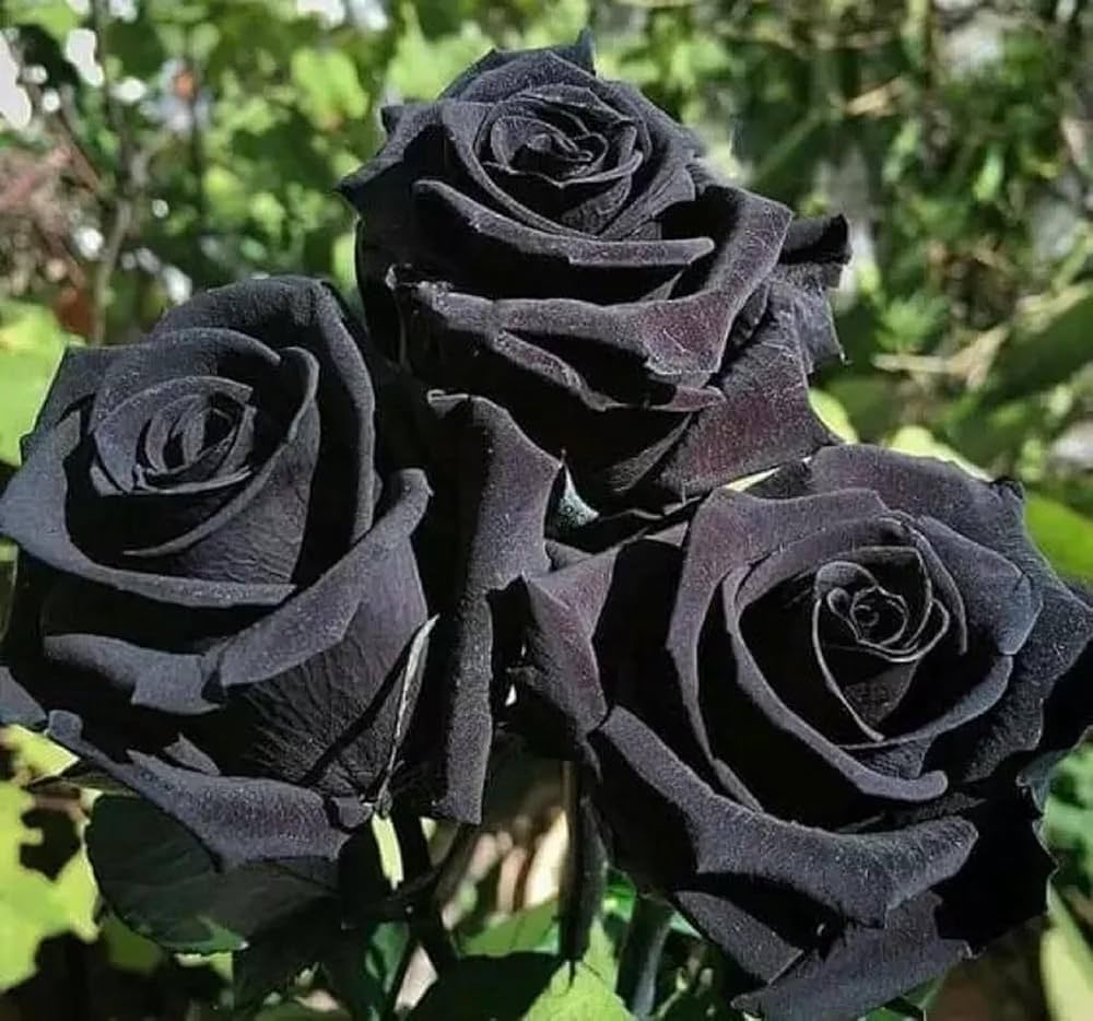 Black Rose Flower Seeds for Planting – Heirloom Non-GMO High Germination Organic Seeds