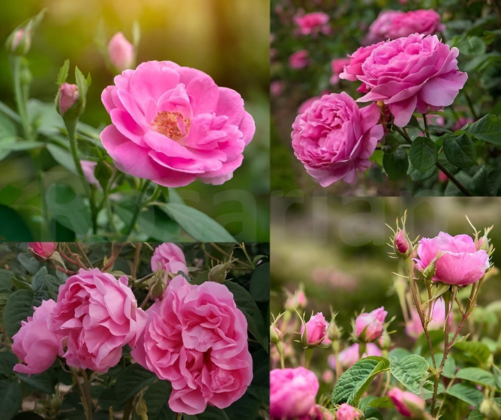 Pink Rose Damask Flower Seeds Heirloom Non-GMO High Germination Organic Garden Seeds for Planting
