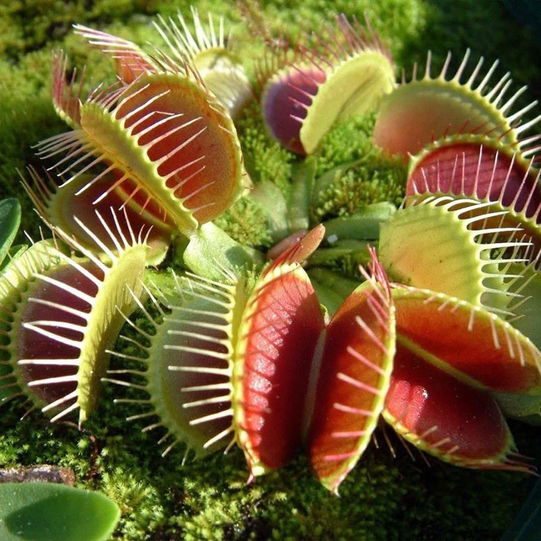 Venus Fly herb seeds