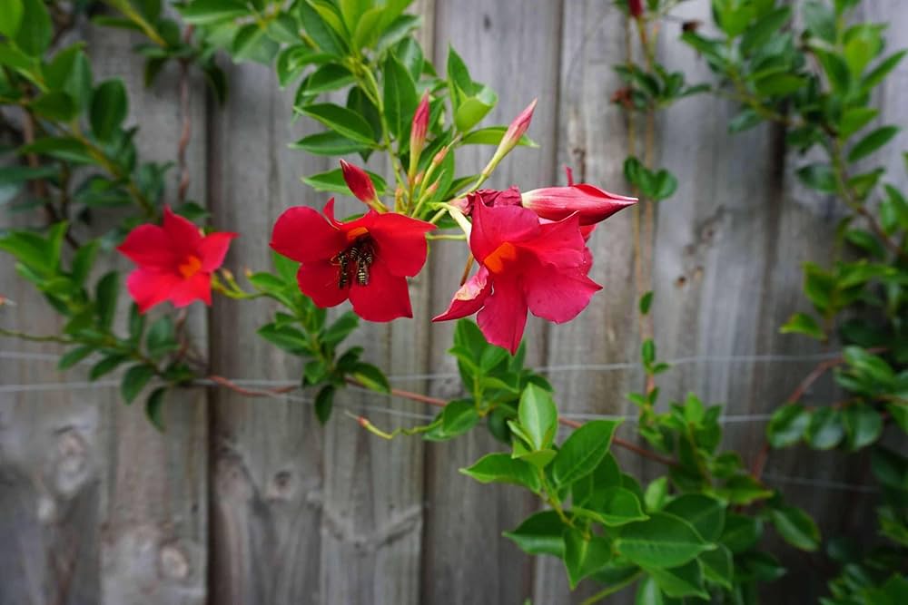 Red Mandevilla Flower Seeds – Heirloom, Non-GMO, High Germination Seeds