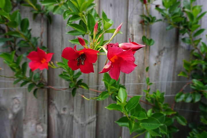 Red Mandevilla Flower Seeds – Heirloom, Non-GMO, High Germination Seeds