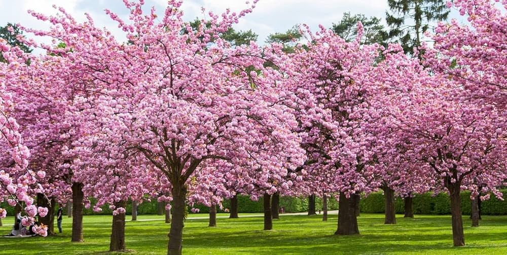 japanese sakura flower seeds