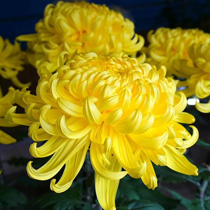 Giant Chrysanthemum Flower Seeds Yellow – Heirloom, Non-GMO, High Germination Seeds