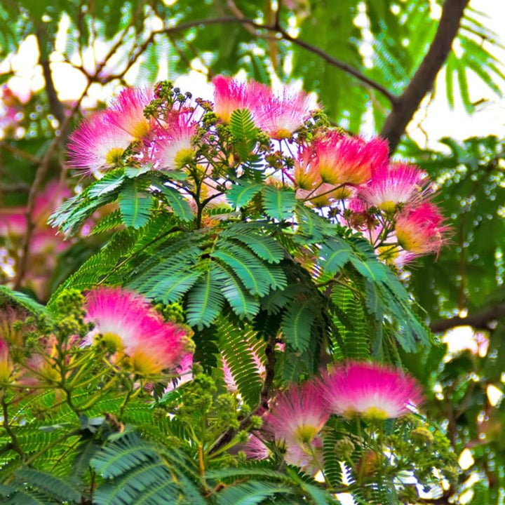 albizia flower flower seeds