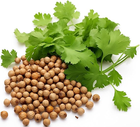 coriander plant flower seeds