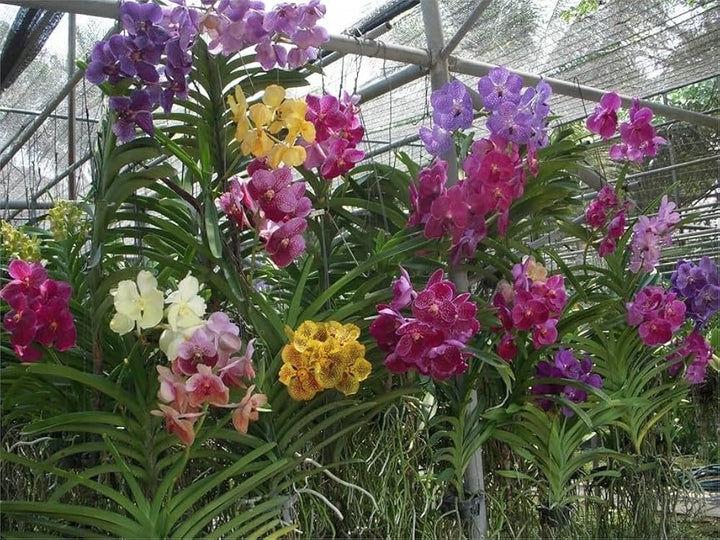 Phalaenopsis Blumensamen Mischung – Alte Sorte, gentechnikfrei, hohe Keimfähigkeit, Bio-Gartensamen zum Pflanzen