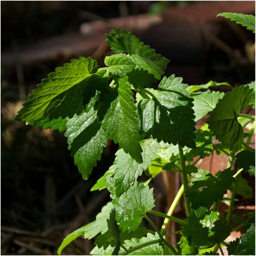 Green Cataria herb seeds