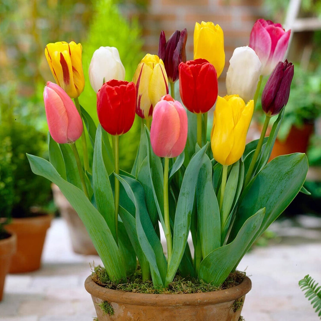 bonsai tulip flower seeds