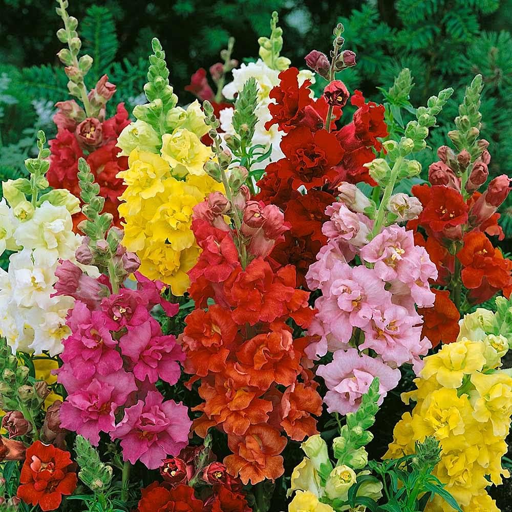 red yellow flower seeds